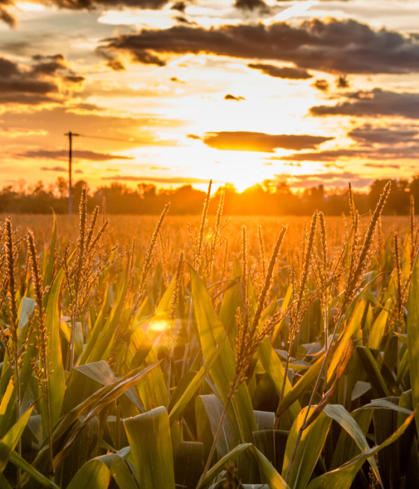 sunrise corn field big sky