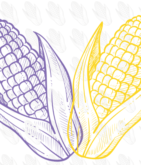 yellow purple corn illustration