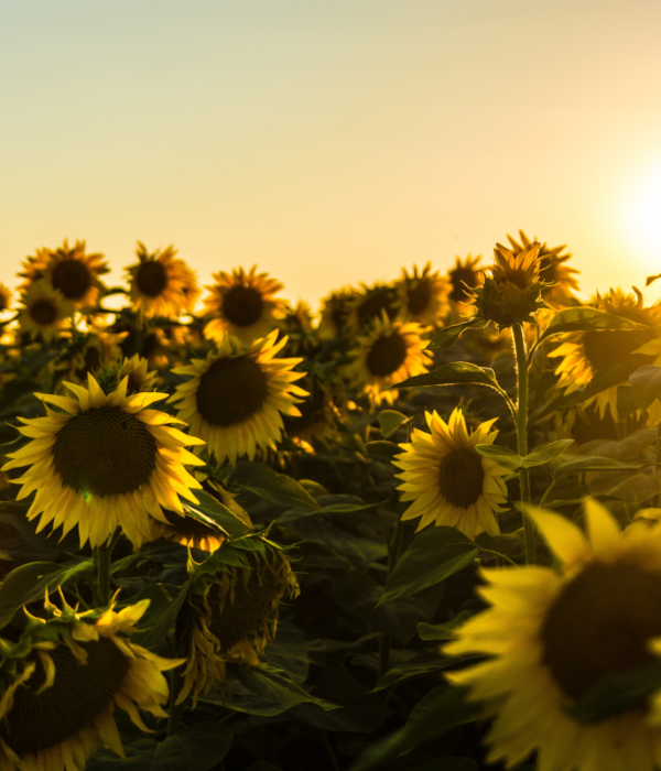 field sunflowers sunset